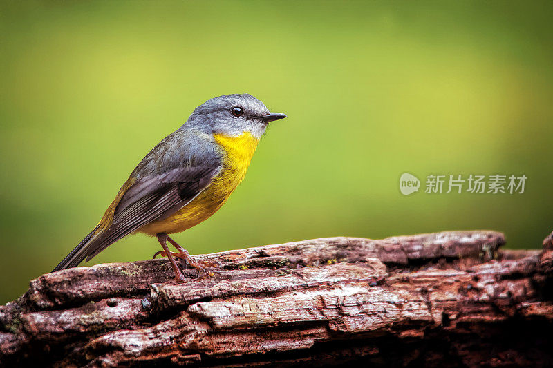 东黄知更鸟(Eopsaltria australis)